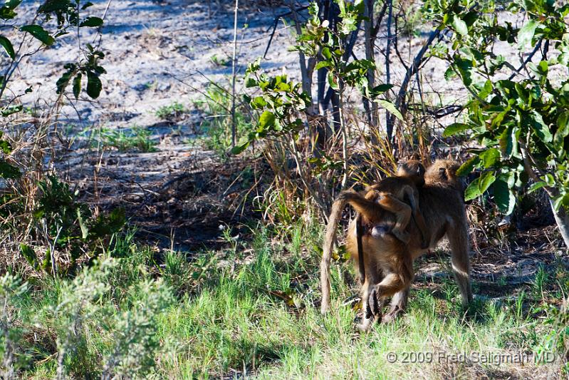 20090617_094930 D300 X1.jpg - Females give birth every other year usually to a single infant, after a 6-month gestation.   Baboons reach sexual maturity by age 6-8 yearts